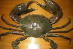3 Kilo crab