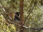 We found this Koala in the wild, honest!