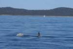 On his back showing both pectoral fins