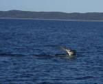 Big wave with a long pectoral fin