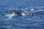 A male with an even larger one trailing approach our boat
