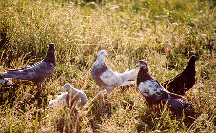 image of few pigeons in the grass