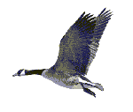 animal18.gif