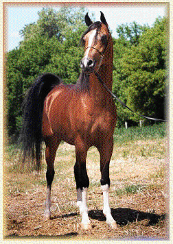 Amiir