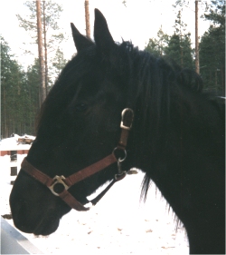 Cara