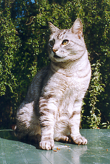 Miisa