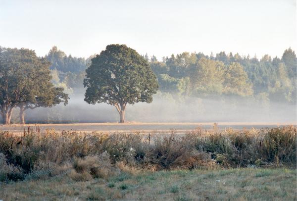 Oak tree in field behind our house