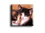 OC kittens