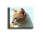 Sea cat