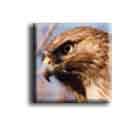 Red tailed hawk