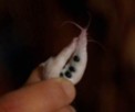 Dentik
