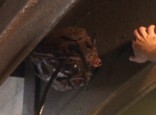 Critters