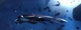 Farscape