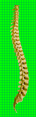 Back/Spine Training