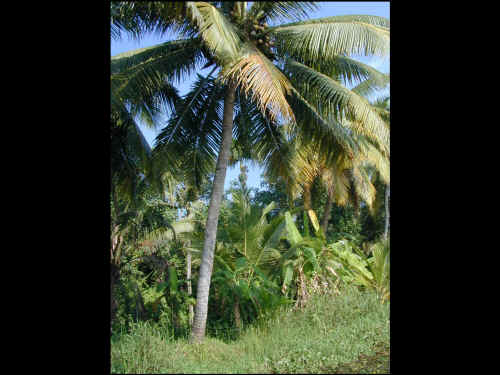 DSCN1585a.jpg (803301 Byte)