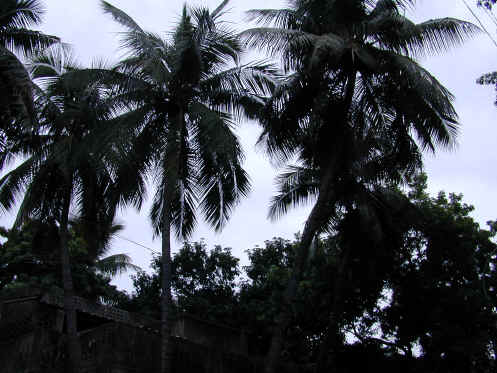DSCN0470(1).JPG (181716 bytes)