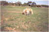 Peaches and Karat at Little Buckaroo Ranch (745601 bytes)