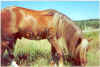 Little Buckaroo Ranch Stallion (717282 bytes)