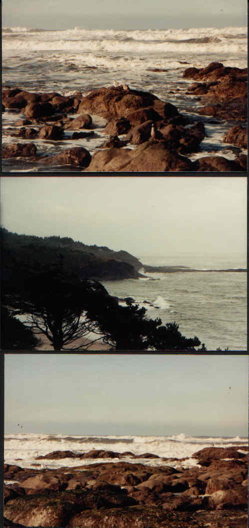 seals&nbsp; on rocks 