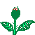 PICTURE OF ROSE