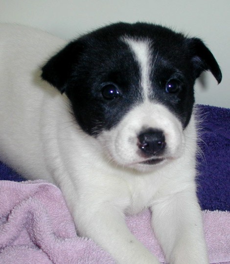 Tiffy at 5 wks