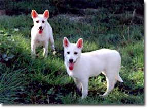 Cream coloured Canaans