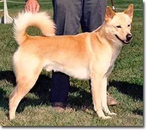 Sand-coloured Canaan