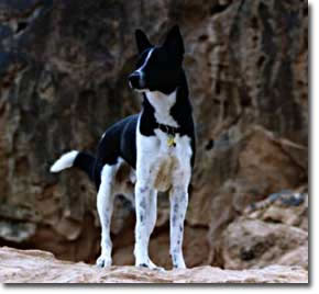 Tycho