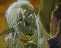 [gotta love lodoss!]