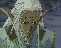 [gotta love lodoss!]