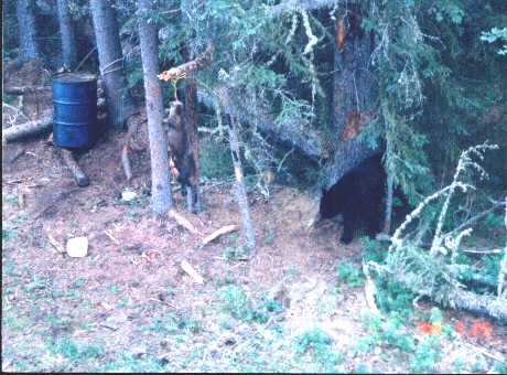 /user/bearbeaver.jpg