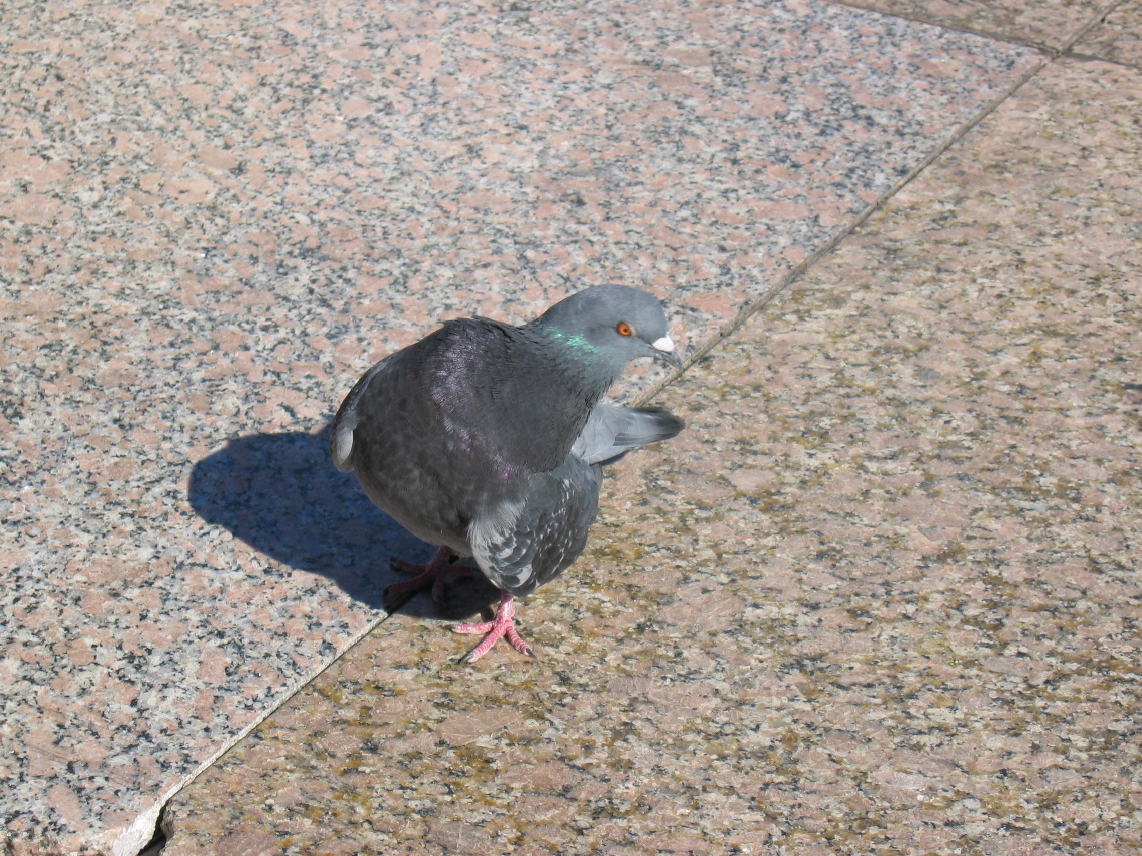 my feathered friend from buenos aires
