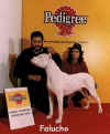 falucho de los medanos
