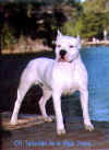 Talisman (campe�o macho)