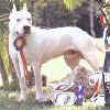Yago de Antares