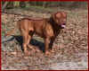 DOGUE DE BORDEAUX