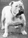 BULLDOG INGL�S