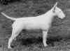 BULL TERRIER