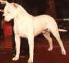 carancho de antares