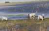 cdelabayanca4.jpg (26173 bytes)