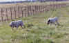 cdelabayanca6.jpg (27258 bytes)