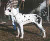 DOGUE ALEM�O