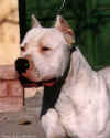 fierro de los medanos