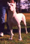 huinca de bravoure blanche