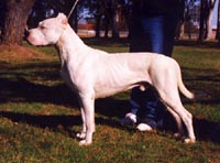 huinca bravoure blanche