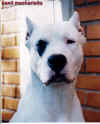 9 meses