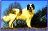 MASTIN DE PIRINEOS