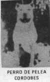 perrodepeleacordobes.jpg (12759 bytes)