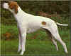 POINTER INGL�S