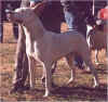 zorzal de antares 